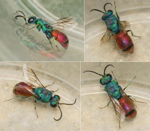 Réf. 286 349 : Chrysis analis